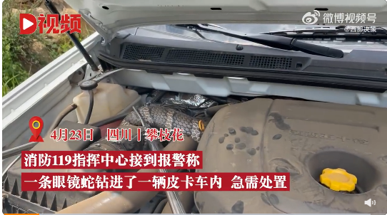 3米長眼鏡蛇鉆進(jìn)車輛引擎蓋被卡 網(wǎng)友直呼“消防員真是太厲害了”