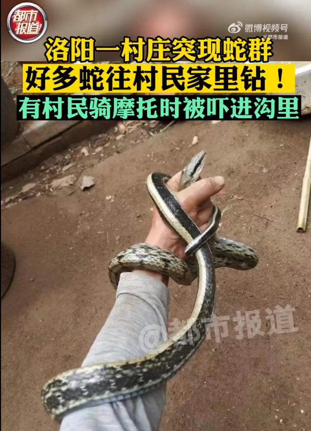 洛陽一村莊遭大量蛇進(jìn)村入侵 氣溫逐漸回暖蛇結(jié)束冬眠